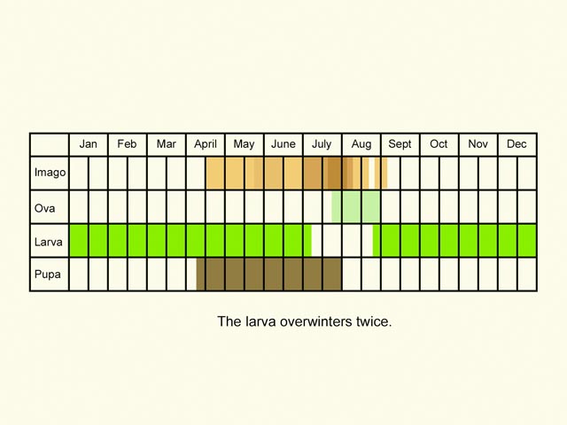  Life stages table Copyright Martin Evans 