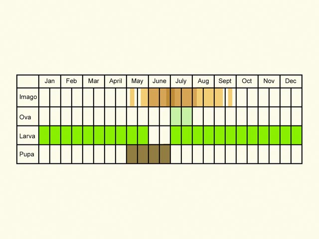  Life stages table Copyright Martin Evans 