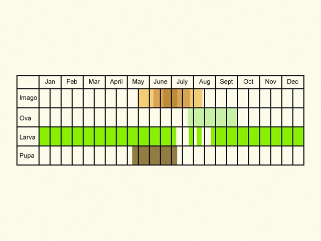  Life stages table Copyright Martin Evans 