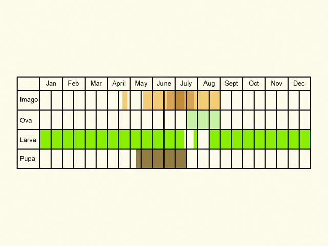  Life stages table Copyright Martin Evans 