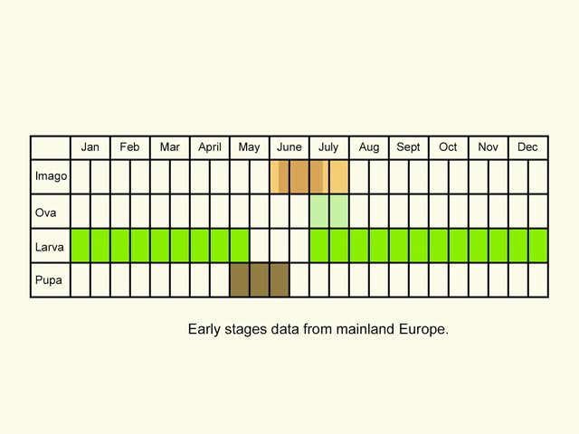  Life stages table Copyright Martin Evans 