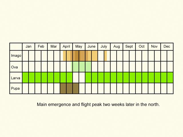  Life stages table Copyright Martin Evans 