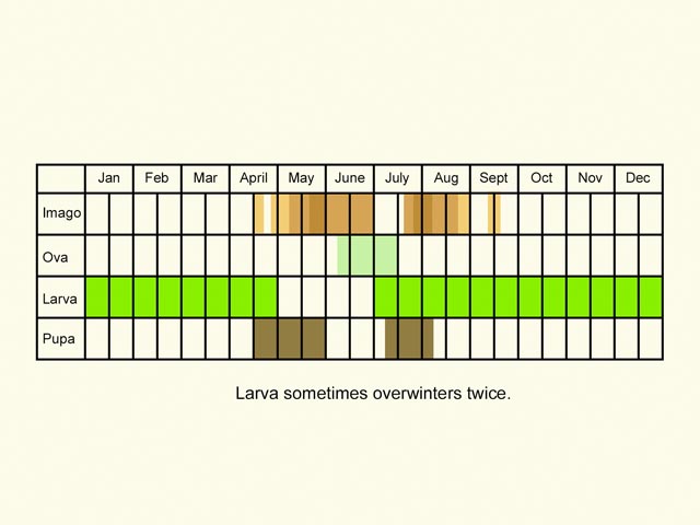  Life stages table Copyright Martin Evans 