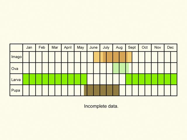  Life stages table Copyright Martin Evans 