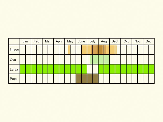  Life stages table Copyright Martin Evans 