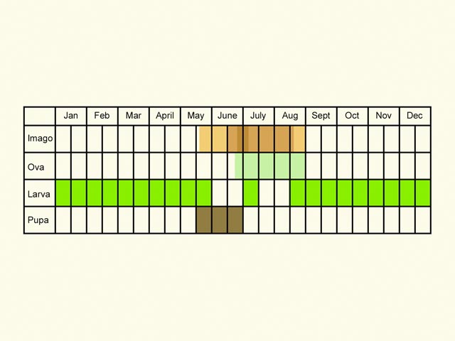  Life stages table Copyright Martin Evans 