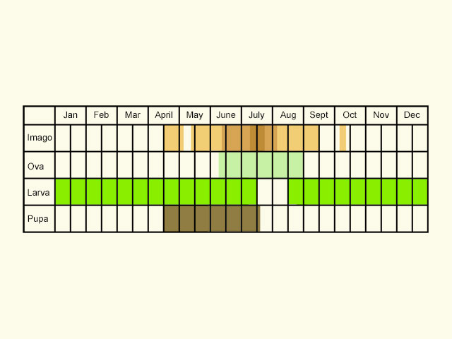  Life stages table Copyright Martin Evans 