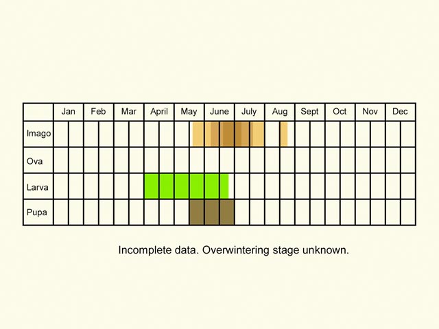  Life stages table Copyright Martin Evans 