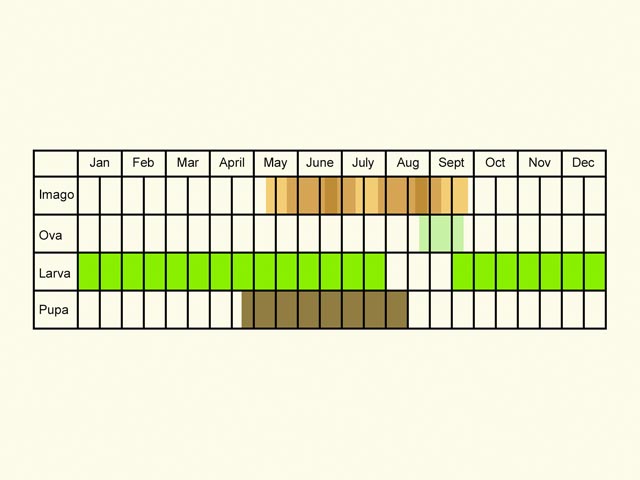  Life stages table Copyright Martin Evans 