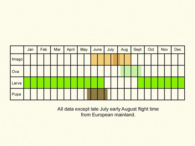  Life stages table Copyright Martin Evans 