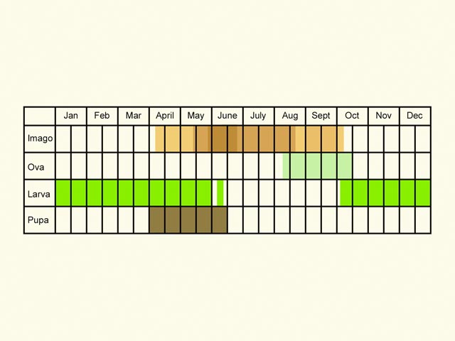  Life stages table Copyright Martin Evans 