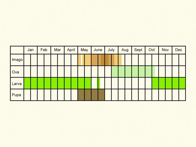  Life stages table Copyright Martin Evans 