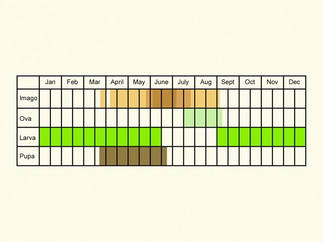  Life stages table Copyright Martin Evans 
