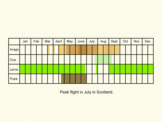  Life stages table Copyright Martin Evans 