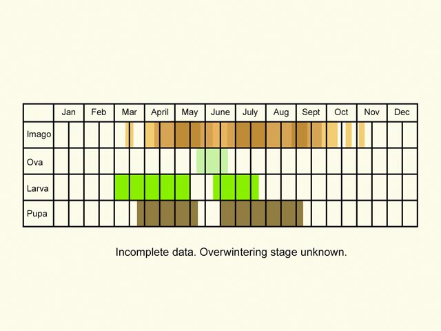  Life stages table Copyright Martin Evans 