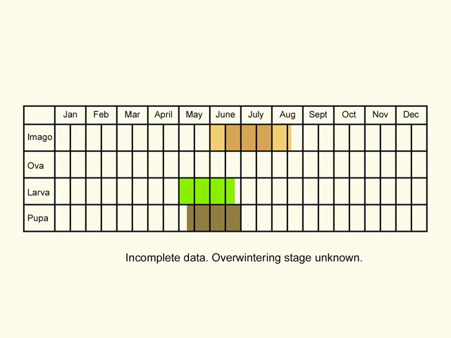  Life stages table Copyright Martin Evans 