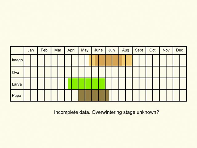  Life stages table Copyright Martin Evans 