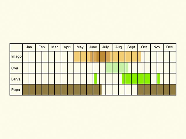  Life stages table Copyright Martin Evans 