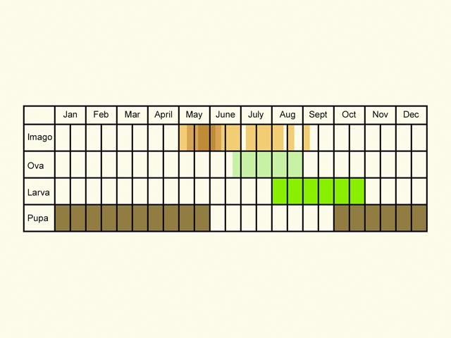  Life stages table Copyright Martin Evans 
