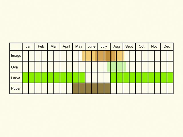  Life stages table Copyright Martin Evans 