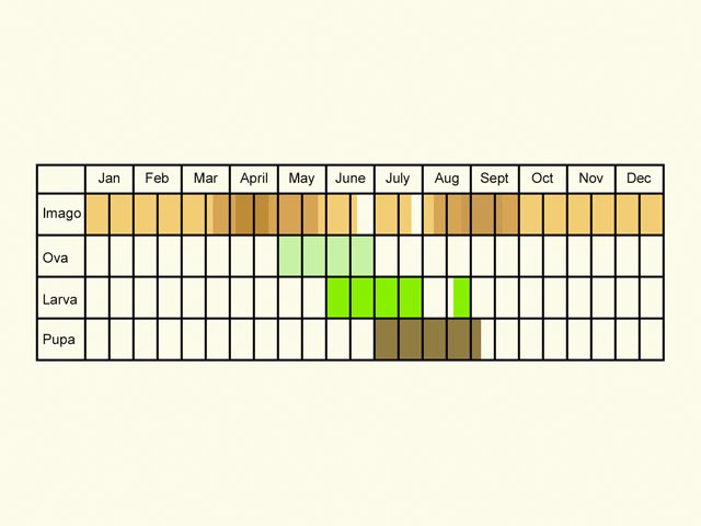  Life stages table Copyright Martin Evans 