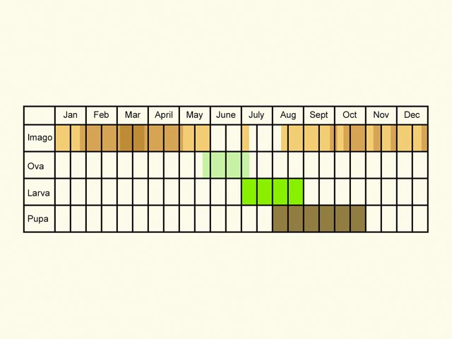  Life stages table Copyright Martin Evans 