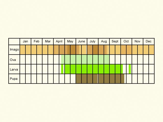  Life stages table Copyright Martin Evans 
