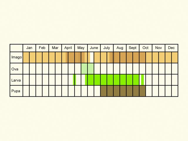  Life stages table Copyright Martin Evans 