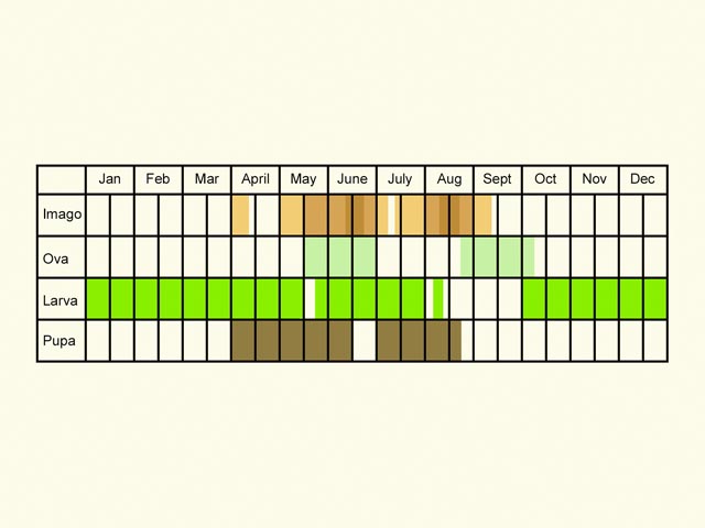  Life stages table Copyright Martin Evans 