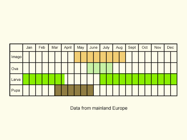  Life stages table Copyright Martin Evans 