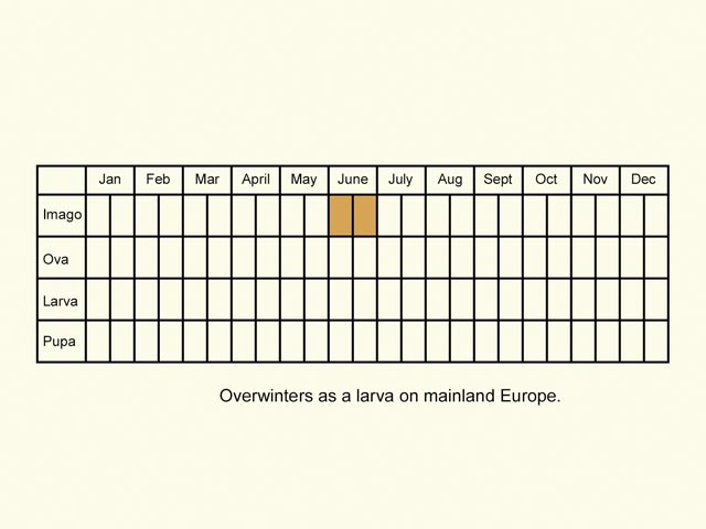  Life stages table Copyright Martin Evans 