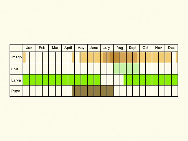  Life stages table Copyright Martin Evans 