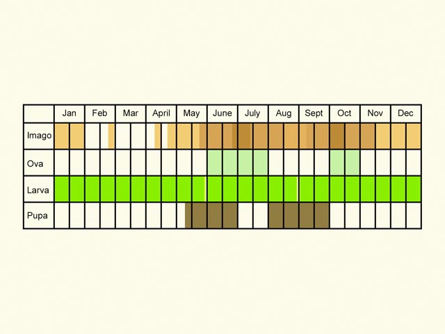  Life stages table Copyright Martin Evans 