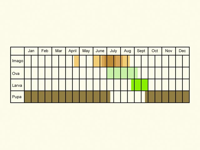  Life stages table Copyright Martin Evans 