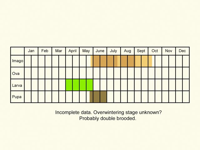  Life stages table Copyright Martin Evans 