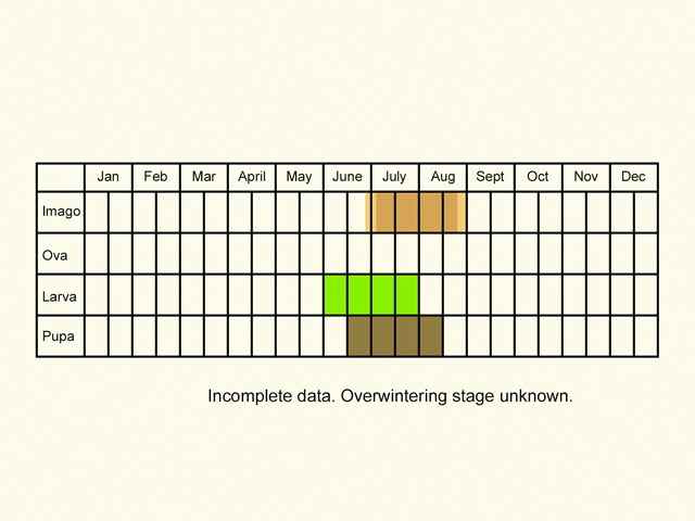  Life stages table Copyright Martin Evans 