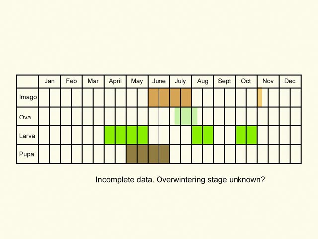  Life stages table Copyright Martin Evans 
