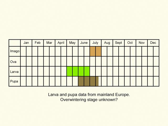  Life stages table Copyright Martin Evans 