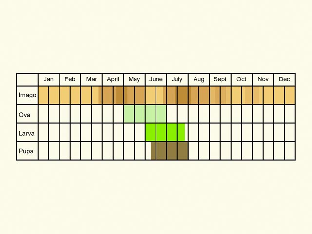  Life stages table Copyright Martin Evans 