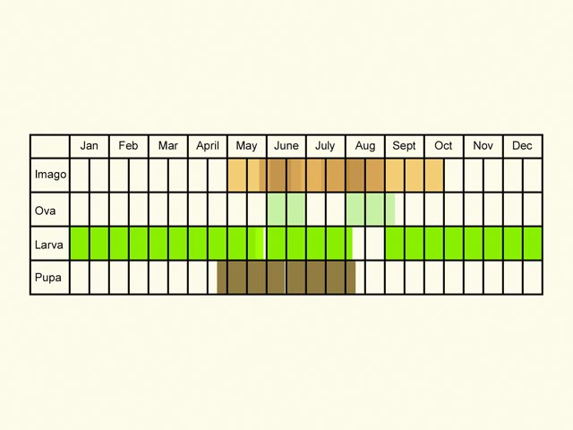  Life stages table Copyright Martin Evans 