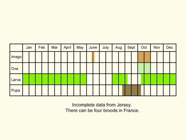  Life stages table Copyright Martin Evans 