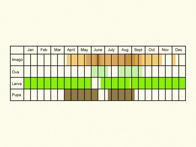  Life stages table Copyright Martin Evans 