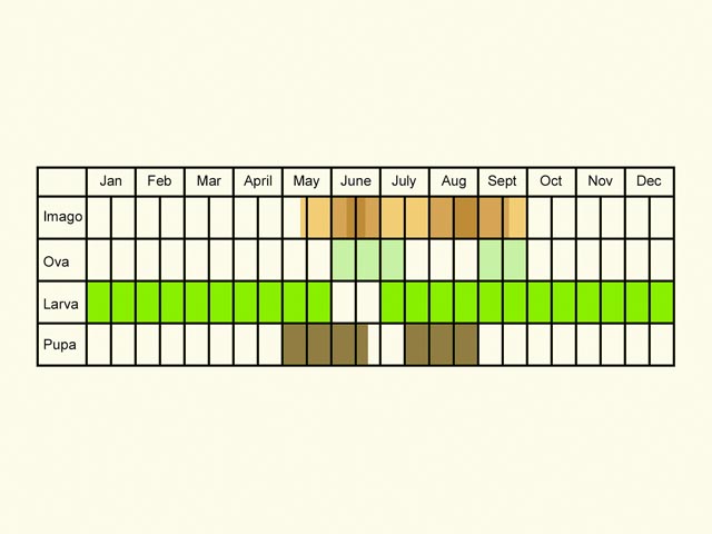  Life stages table Copyright Martin Evans 