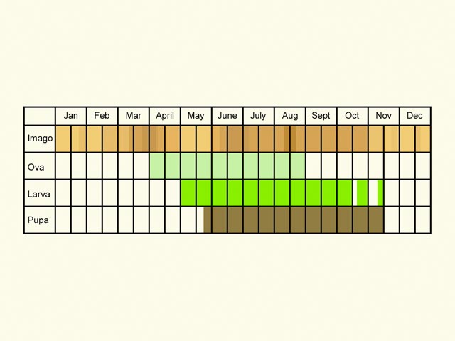  Life stages table Copyright Martin Evans 
