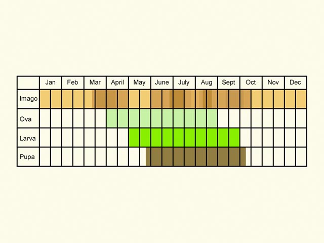  Life stages table Copyright Martin Evans 