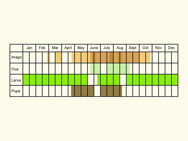  Life stages table Copyright Martin Evans 