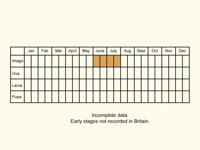  Life stages table Copyright Martin Evans 