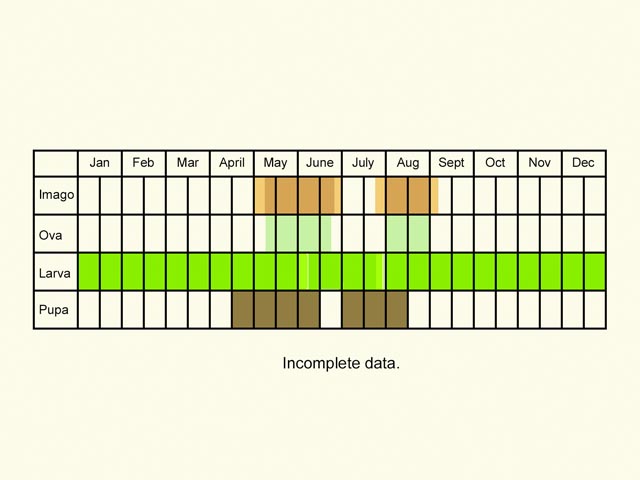  Life stages table Copyright Martin Evans 