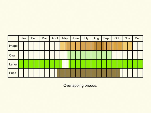  Life stages table Copyright Martin Evans 