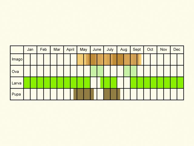  Life stages table Copyright Martin Evans 